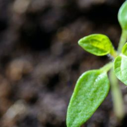 pexels-photomix-company-1002703-scaled-thegem-blog-default
