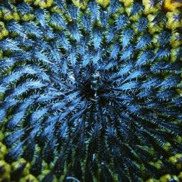 sunflower-209613_1920-thegem-blog-default