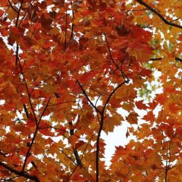 birch-2431315_1920-thegem-blog-default
