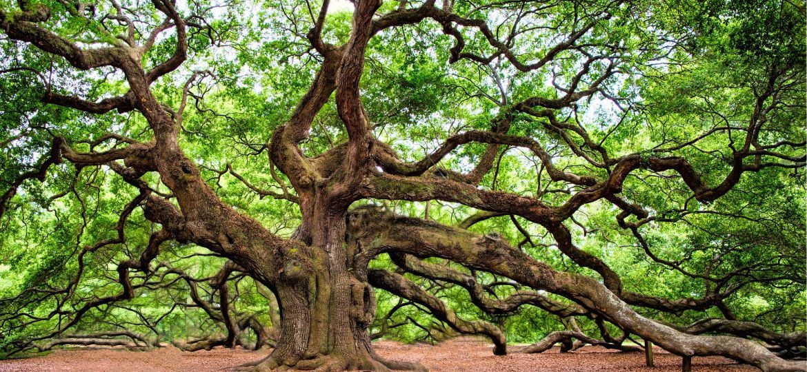 oak-tree-2018822_1920-thegem-blog-default
