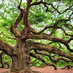 oak-tree-2018822_1920-thegem-blog-default