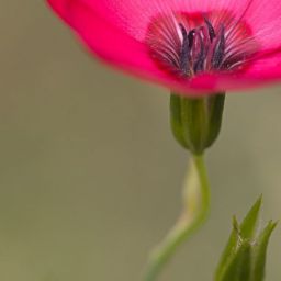 red-linen-6553188_1920-1-thegem-blog-default