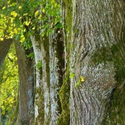 trees-2897757_1920-thegem-blog-default