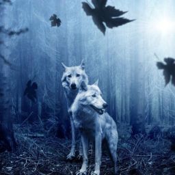 wolves-2864647_1920-thegem-blog-default