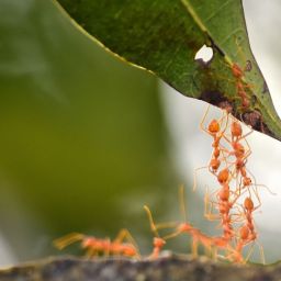 ants-4503110_1920-thegem-blog-default