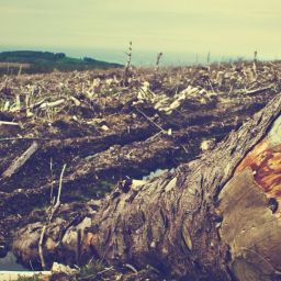 deforestation-405749_1920-thegem-blog-default