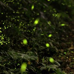 firefly-2713649_1920-thegem-blog-default