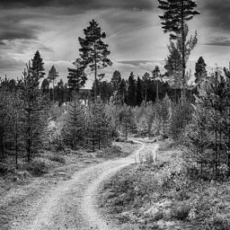 forest-2052832_1280-thegem-blog-default