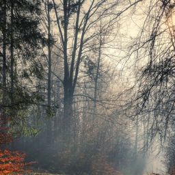 forest-5871899_1920-thegem-blog-default