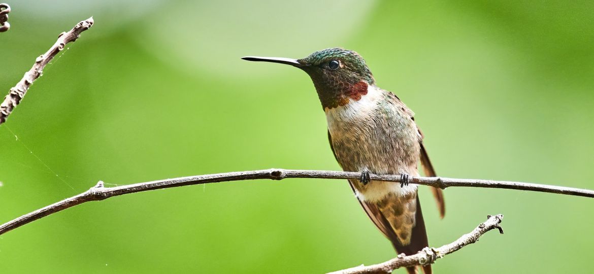 hummingbird-5592308_1920-thegem-blog-default