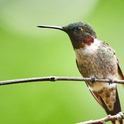 hummingbird-5592308_1920-thegem-blog-default
