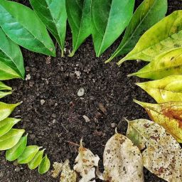 leaf-3341897_1920-thegem-blog-default