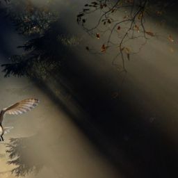 owl-1673568_1920-thegem-blog-default