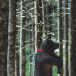 pexels-eberhard-grossgasteiger-1209252-scaled-thegem-blog-default