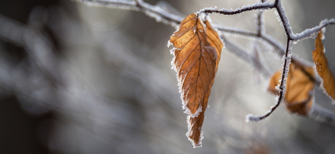 snow-2582719_1920-thegem-blog-default