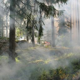 the-ugly-swamp-433688_1920-thegem-blog-default