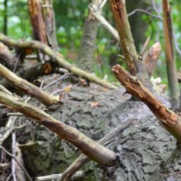 tree-1714424_1920-thegem-blog-default
