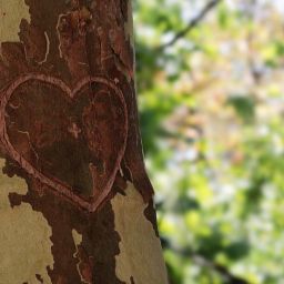 tree-3593395_1920-thegem-blog-default