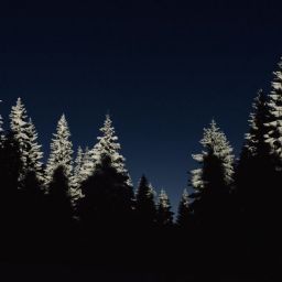 trees-1866597_1920-thegem-blog-default