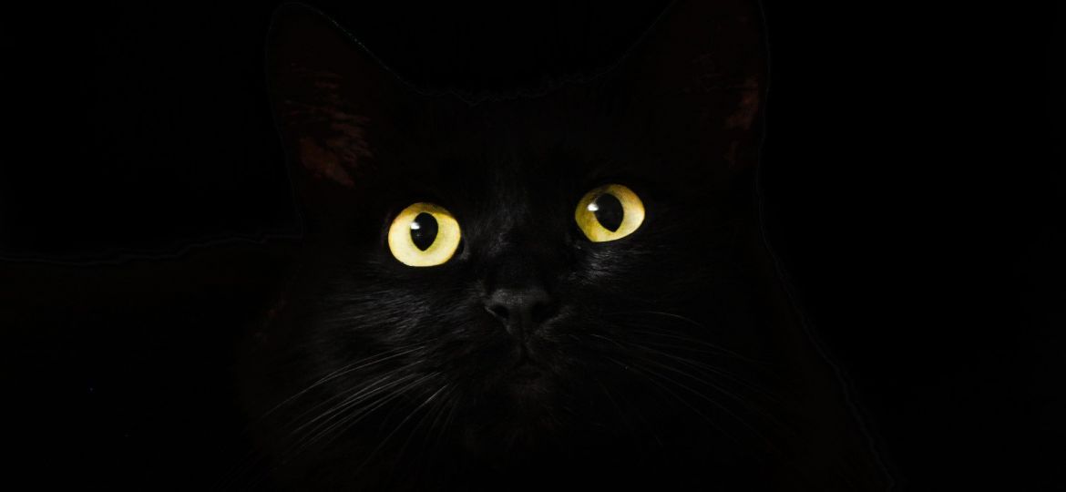 cats-eyes-gf1cbd0b32_1920-thegem-blog-default