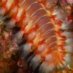 fire-worm-230016_1920-thegem-blog-default