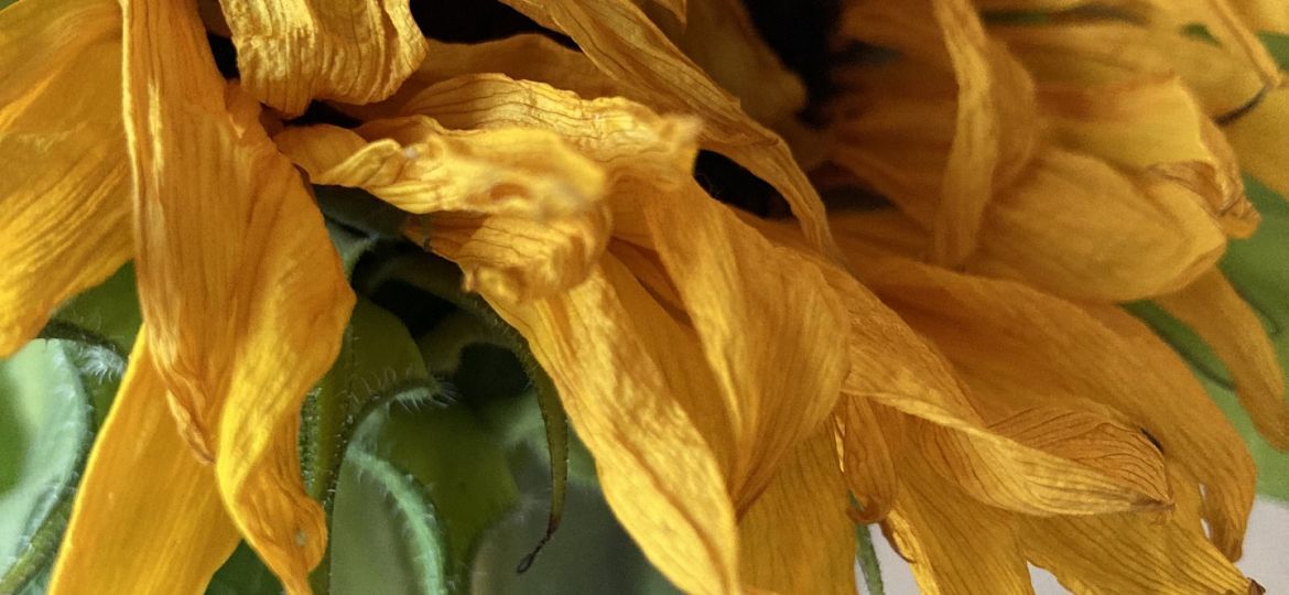sunflower-gd859fe8e1_1920-thegem-blog-default