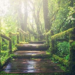 jungle-1807476_960_720-thegem-blog-default