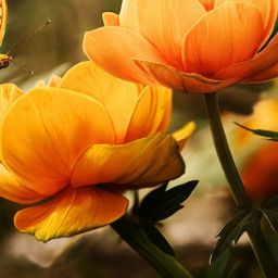 garden-gb0f45c46c_1920-thegem-blog-default