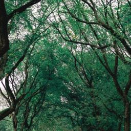 pexels-luis-dalvan-1770809-scaled-thegem-blog-default