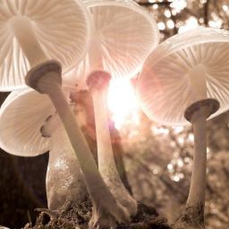 pexels-pixabay-361186-scaled-thegem-blog-default