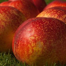 peach-g8ef1348bf_1920-thegem-blog-default