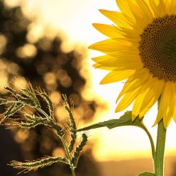 pexels-pixabay-33044-scaled-thegem-blog-default
