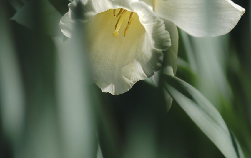 daffodil-g5f4a24fa4_1280-thegem-blog-default