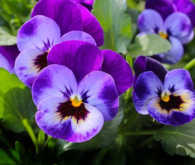 pansy-327188_640