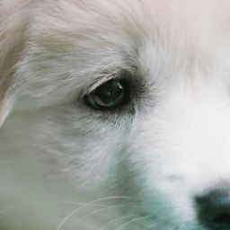 pexels-denniz-futalan-339724-2523934-scaled-thegem-blog-default