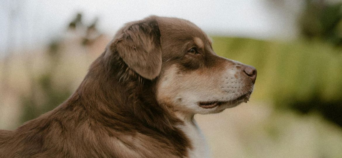 pexels-andreas-246992646-19967971-scaled-thegem-blog-default