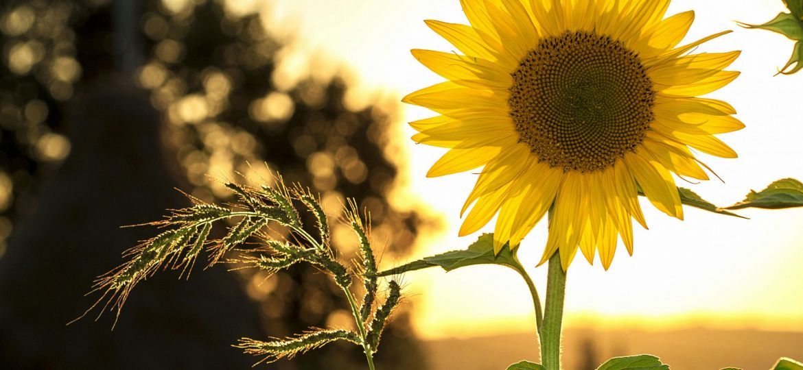 pexels-pixabay-33044-scaled-thegem-blog-default