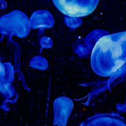 pexels-nicole-avagliano-1132392-2803247-scaled-thegem-blog-default