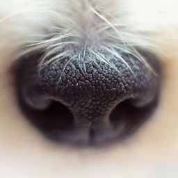nose-4420535_1920-thegem-blog-default